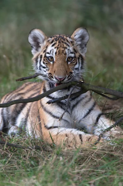 Siberian Tiger Cub (Panthera Tigris Altaica) — Stock Photo, Image