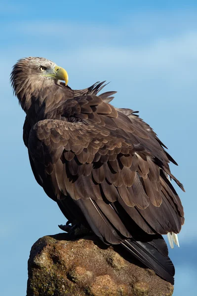 Aquila di mare dalla coda bianca (Haliaeetus albicilla ) — Foto Stock