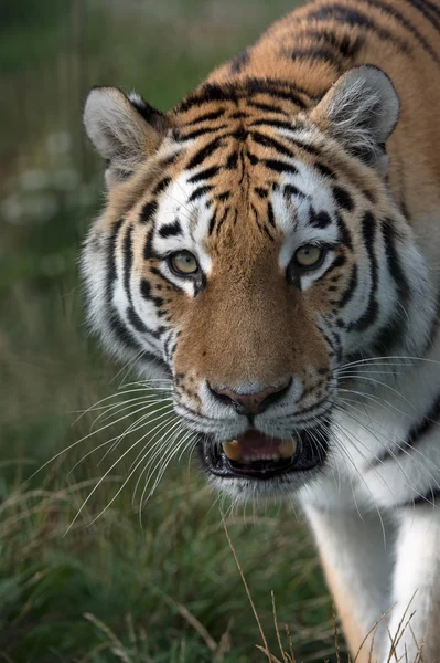 Siberian Tiger (Panthera Tigris Altaica) — Stock Photo, Image