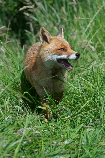 Red Fox v tmavě zelené trávě (Vulpes Vulpes) — Stock fotografie