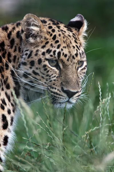 Leoparı (Panthera pardus) — Stok fotoğraf