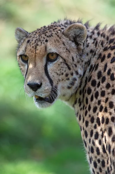 Çita (Acinonyx jubatus) — Stok fotoğraf