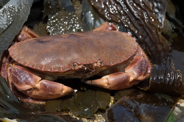 Brown Crab (Cancer Pagarus) — Stock Photo, Image