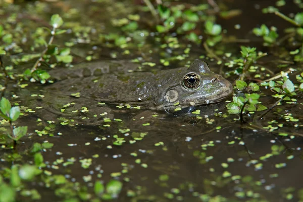 Marsh Frog (Pelophylax Ridibundus) — Stock Photo, Image