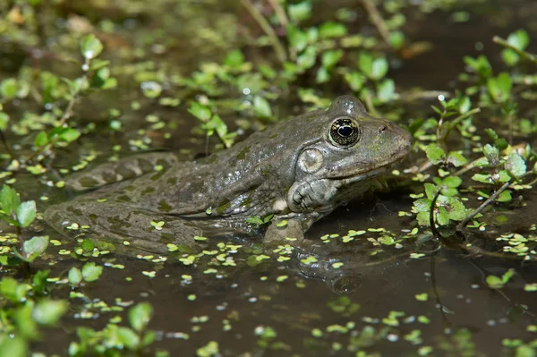 Grenouille des marais (pelophylax ridibundus) ) — Photo