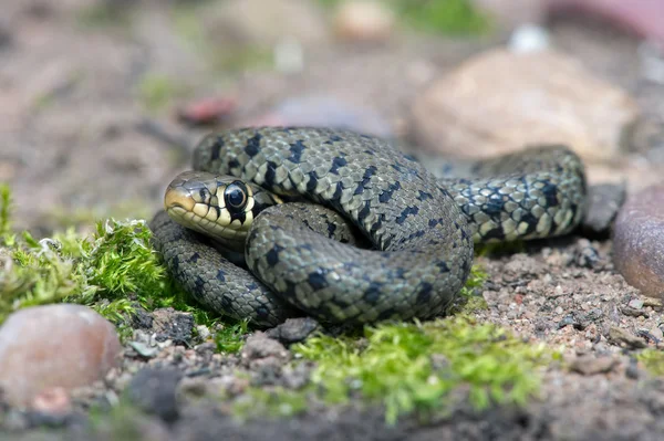 Travní had (Natrix natrix) — Stock fotografie