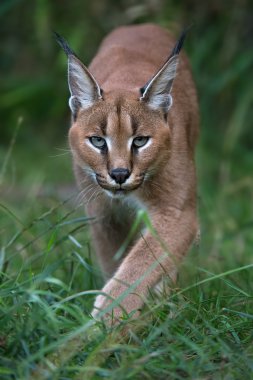Caracal stalking directly toward viewer through long green grass and foliage clipart