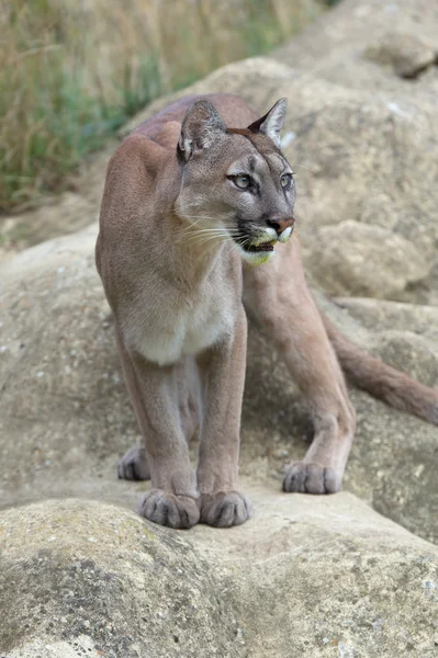 Cougar (Puma concolor) — Stockfoto