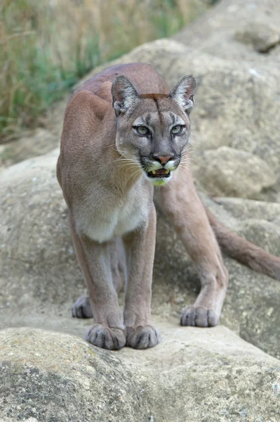 Кугар (Puma concolor) ) — стоковое фото