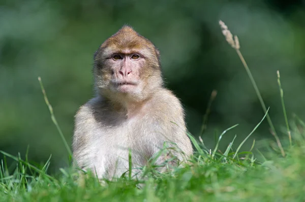 Barbary macaque (Macaca sylvanus)) — 图库照片