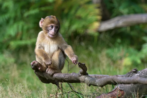 Macaco barbaro (Macaca sylvanus) — Foto Stock