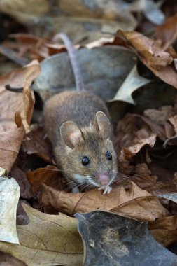 Tahta Fare (Apodemus sylvaticus))