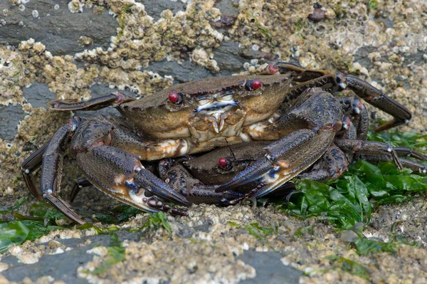 Velvet Swimming Crab (Necora Puber) — Stock Photo, Image