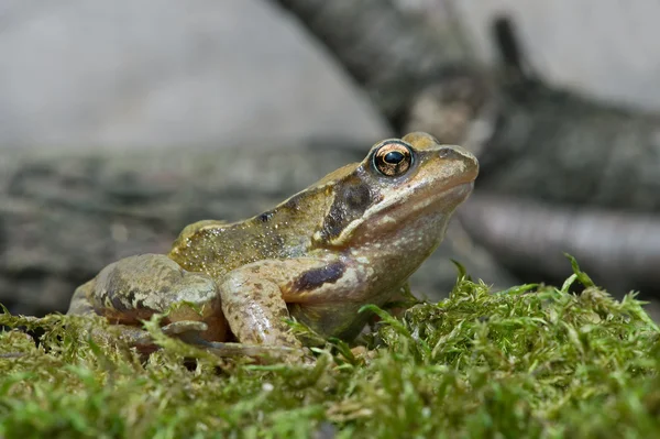 Béka (Rana Temporaria) — Stock Fotó