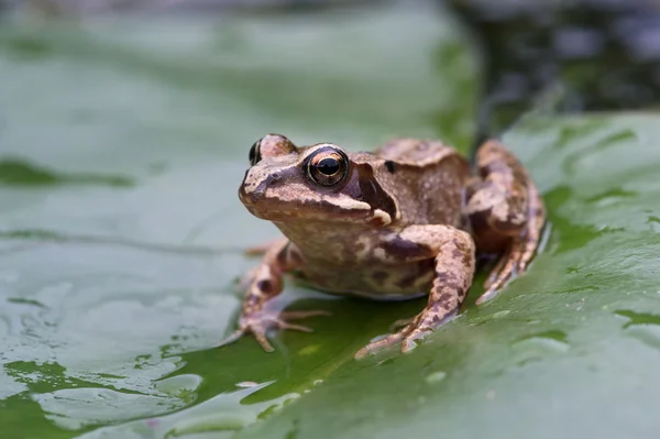 Frog (Rana Temporaria) — Stock Photo, Image