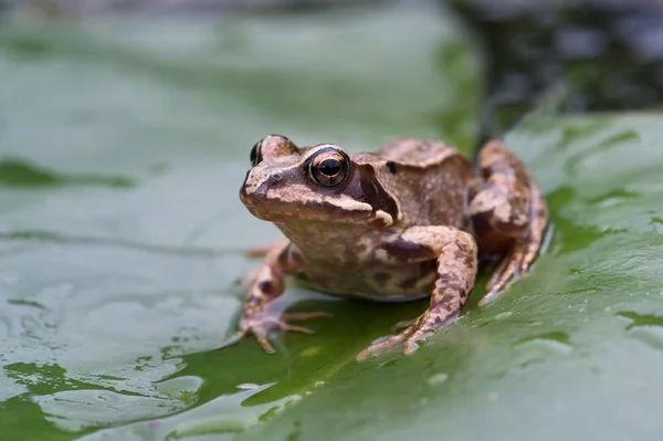 Grenouille (Rana Temporaria ) — Photo