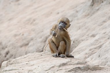 Gine maymun (papio papio)