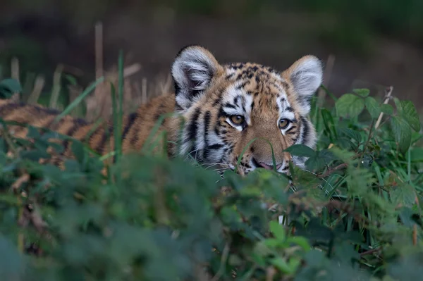 Cachorro de tigre siberiano (Panthera Tigris Altaica ) — Foto de Stock