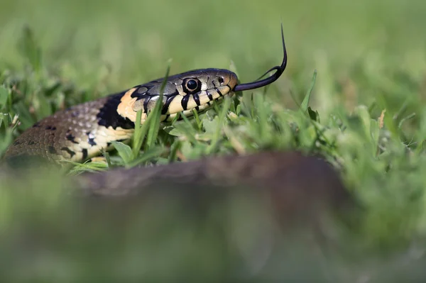 Çimen yılanı (Natrix natrix) — Stok fotoğraf