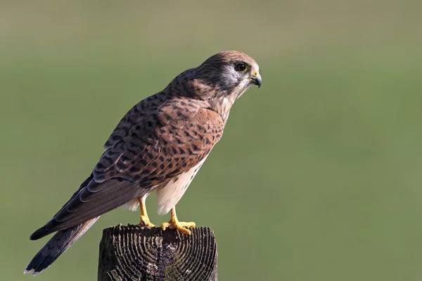 Cernícalo (Falco tinnunculus ) —  Fotos de Stock