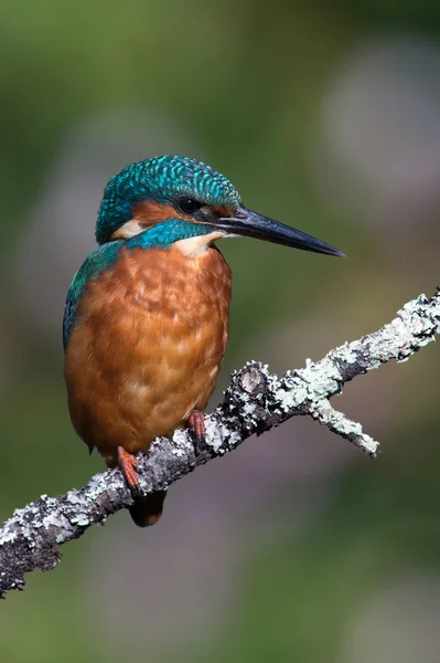 Kingfisher (Alcedo Atthis) — Stock Photo, Image