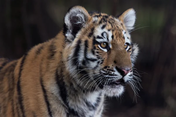 Siberian Tiger Cub (Panthera Tigris Altaica) — Stock Photo, Image