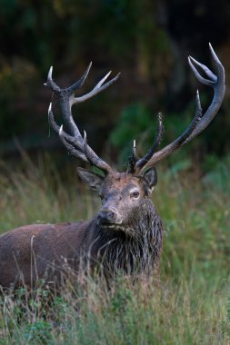 Kızıl geyik geyik (Cervus Elaphus)