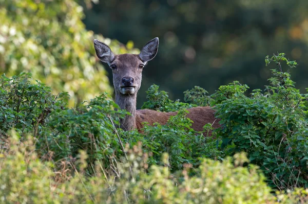 Hind ciervo rojo (Cervus elaphus ) —  Fotos de Stock