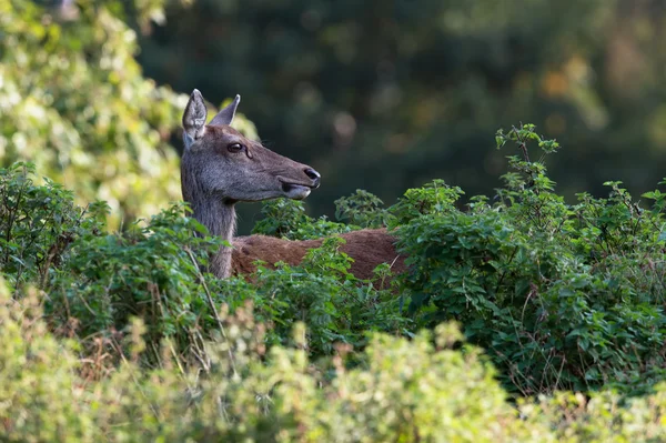 Red Deer Hind (cervus elaphus) — Stock Photo, Image