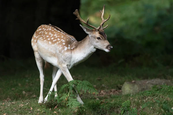 Veado Fallow (Dama dama) — Fotografia de Stock