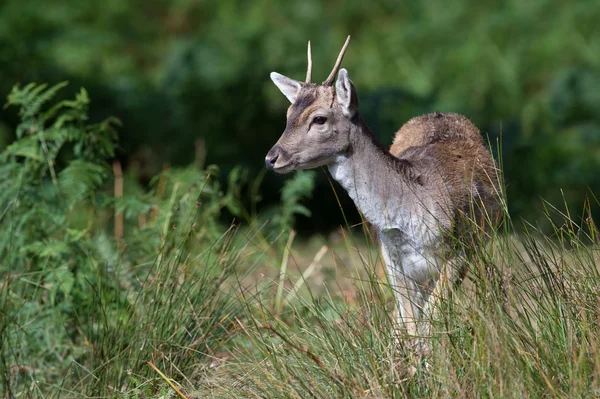 Fallow Deer (Dama Dama) — Stock Photo, Image