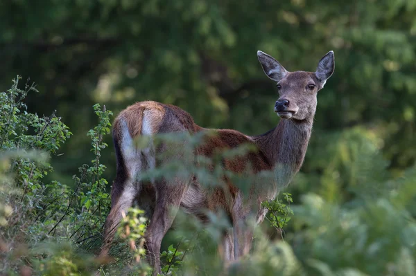 Hind κόκκινο ελάφι (Cervus Elaphus) — Φωτογραφία Αρχείου