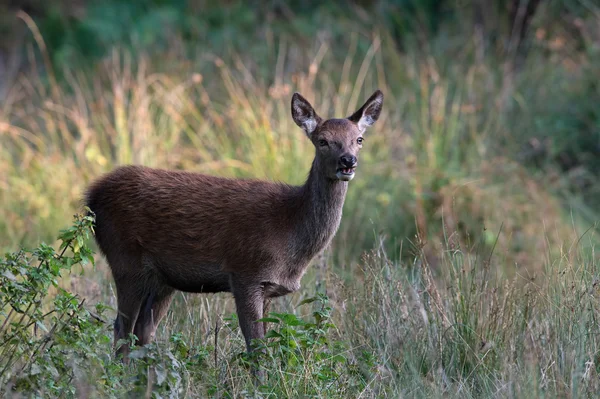 Red Deer Calf (Cervus Elaphus) — Stock Photo, Image