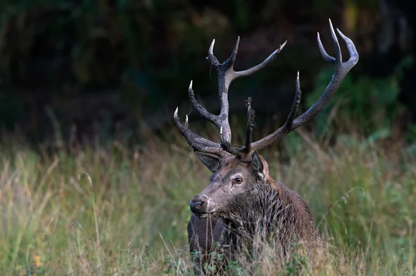 Ciervo Ciervo (Cervus elaphus ) — Foto de Stock