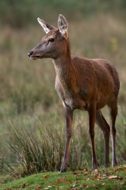 Kızıl geyik (Cervus Elaphus Hind)