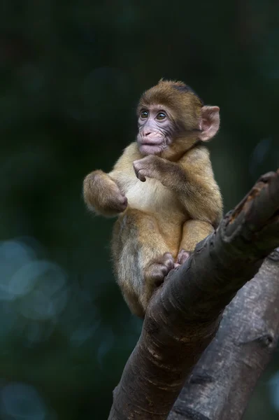 Baby Barbary Macaque (Macaca Sylvanus) — Stock Photo, Image