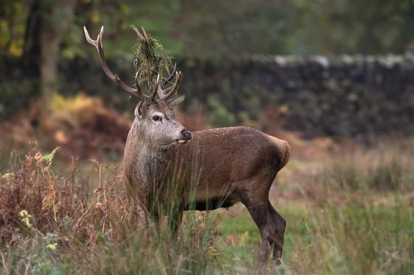 Cervo (Cervus elaphus) ) — Foto Stock