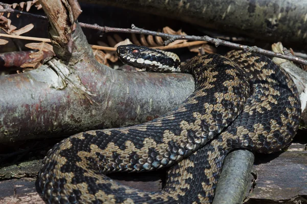 Adder (Vipera Berus) — Zdjęcie stockowe