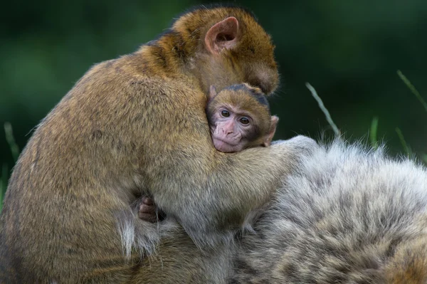 Berbermakaken (Macaca sylvanus)) — Stockfoto