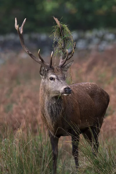 レッド ・ ディア鹿 (Cervus の Elaphus) — ストック写真