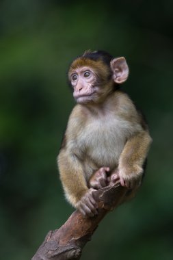 Barbary Macaque (Macaca Sylvanus) clipart