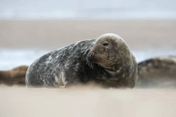 Atlantische Kegelrobbe (halichoerus grypus)) — Stockfoto