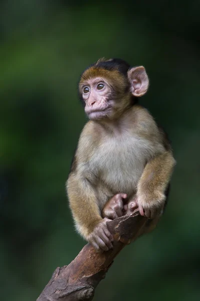 Μακάκοι μπαρμπέρηδες (Macaca sylvanus)) — Φωτογραφία Αρχείου