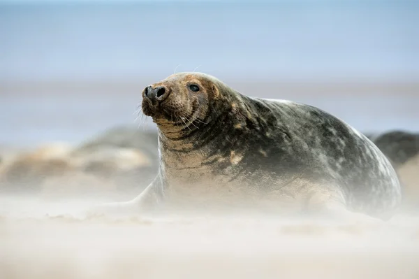 Atlantische Grey Seal (halichoerus grypus) — Stockfoto