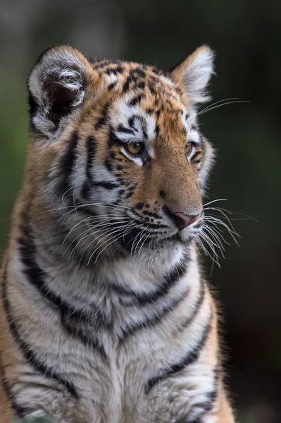 Sibirisk Tiger Cub (Panthera Tigris Altaica) — Stockfoto