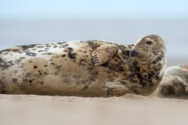 Atlantik gri mühür (halichoerus grypus)