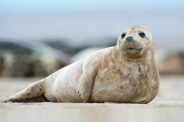 대서양 회색 물개 강아지 (halichoerus grypus) — 스톡 사진