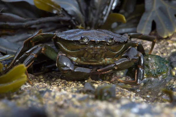 Caranguejo da Costa Verde (Carcinus Maenus ) — Fotografia de Stock