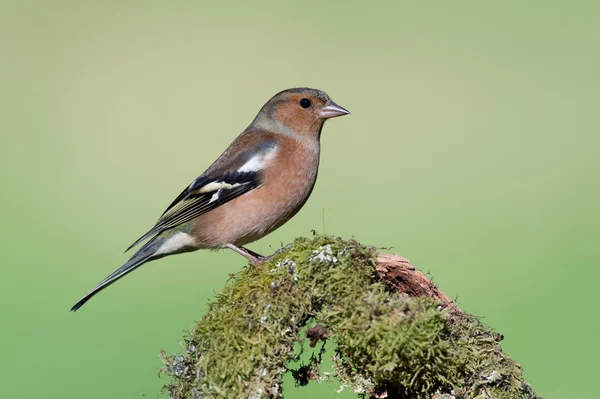 Ispinoz (fringilla coelebs) — Stok fotoğraf