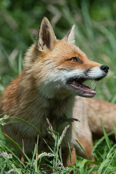 Vörös róka (Vulpes vulpes)) — Stock Fotó
